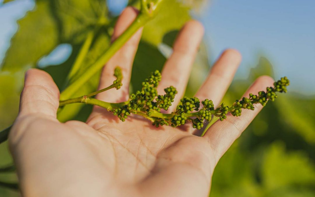 Curso vitivinicultura ecológica