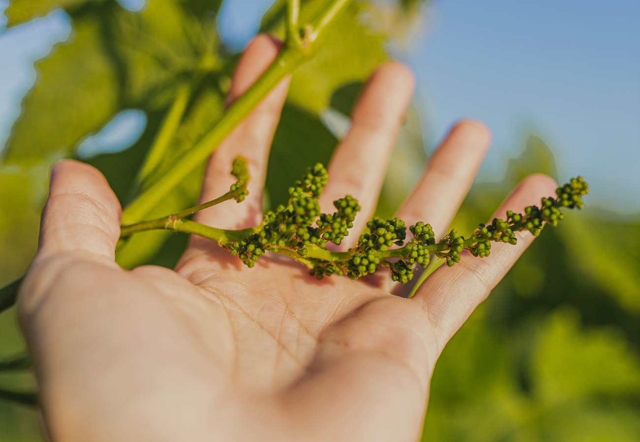 Curso vitivinicultura ecológica